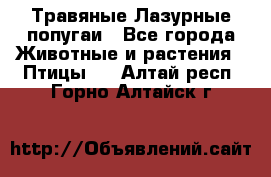 Травяные Лазурные попугаи - Все города Животные и растения » Птицы   . Алтай респ.,Горно-Алтайск г.